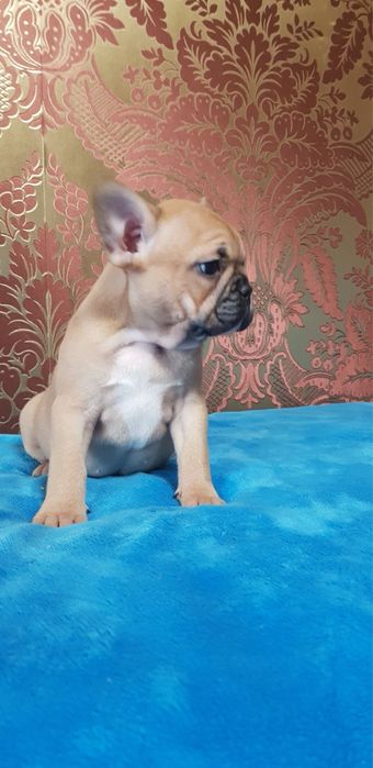 Кукляшная девочка французкий бульдог