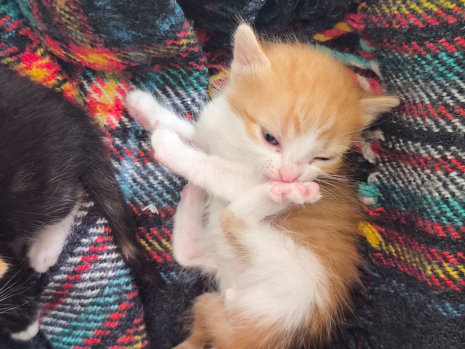 Adoção responsável de gatinhos