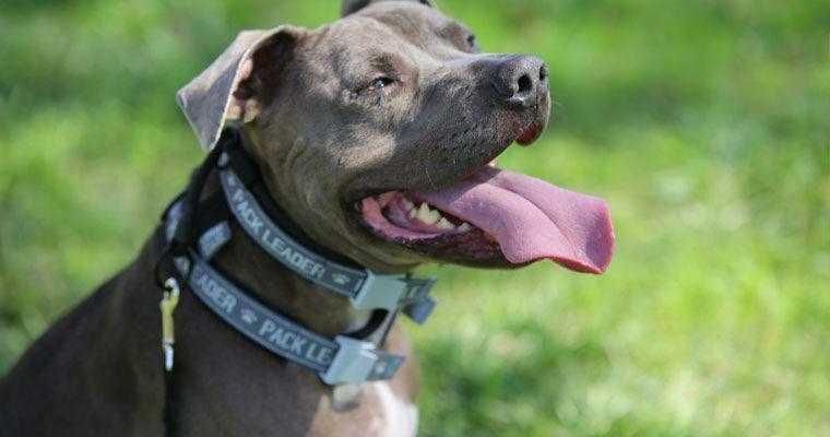 Coleira de treino Cesar Millan