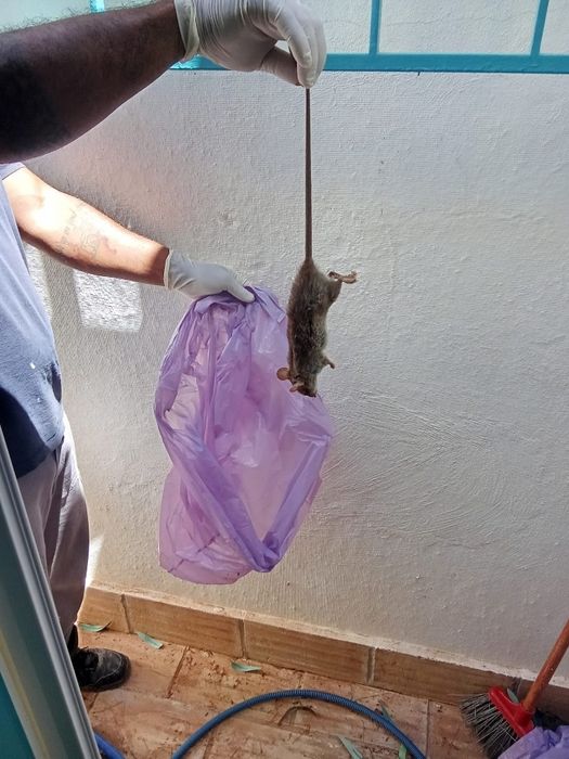 Desentupimento  / Controlo de pragas