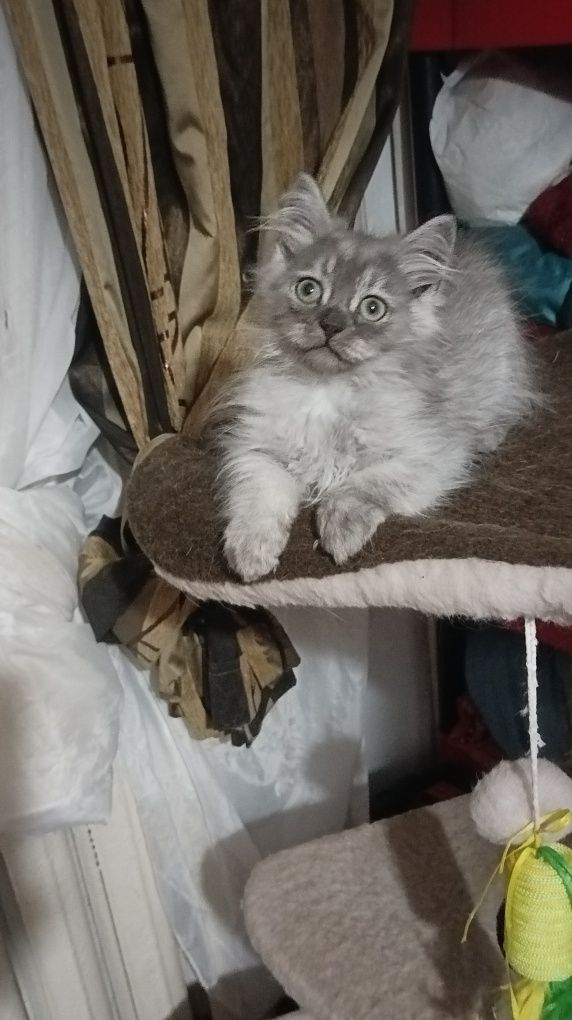 Котик 3 мес сибиряк
