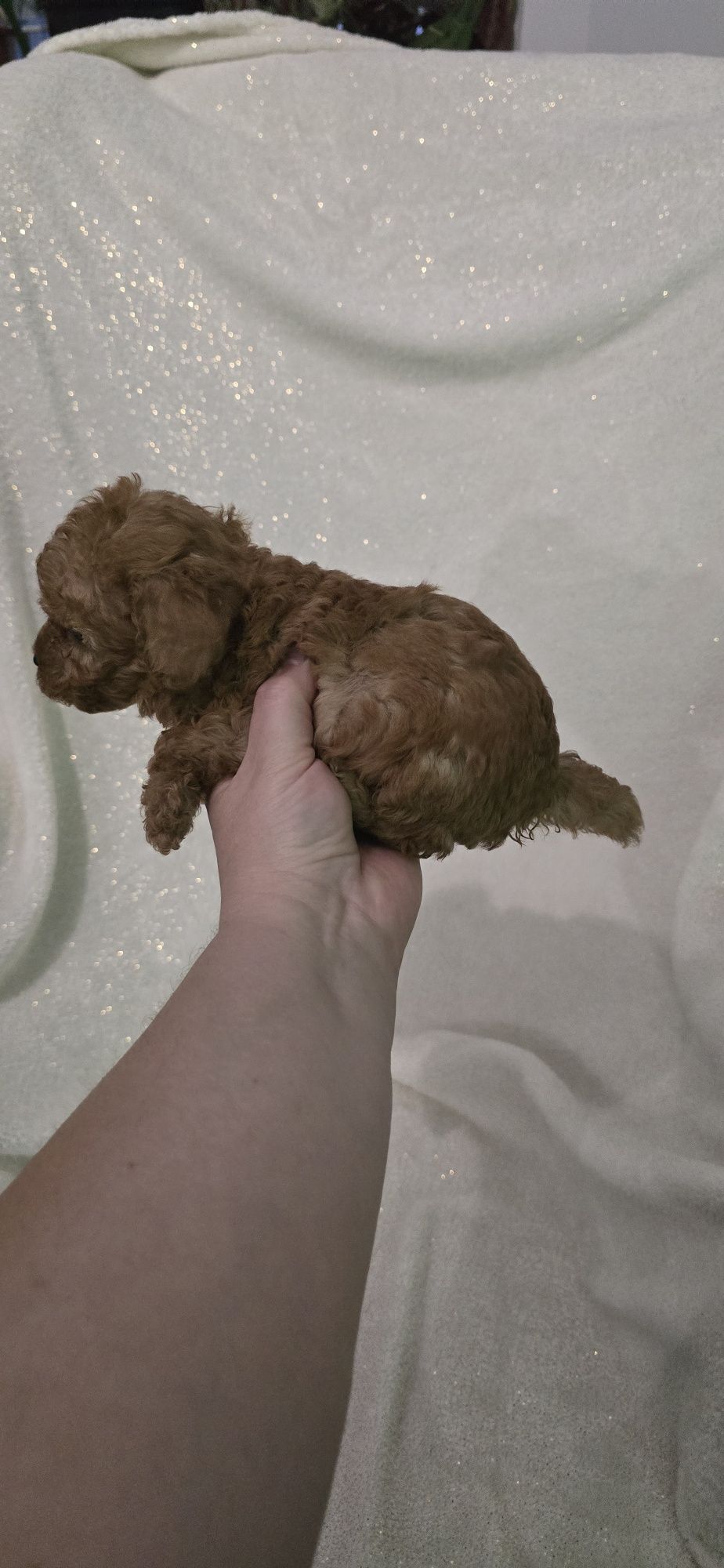 Maltipoo mini chłopczyk do odbioru