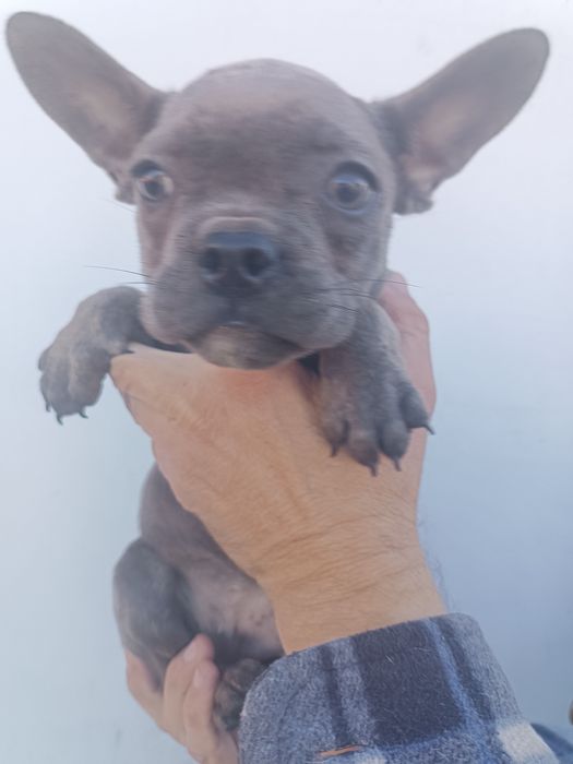 Різних розкрасів, різних цін, різної статі, чистокровні французики