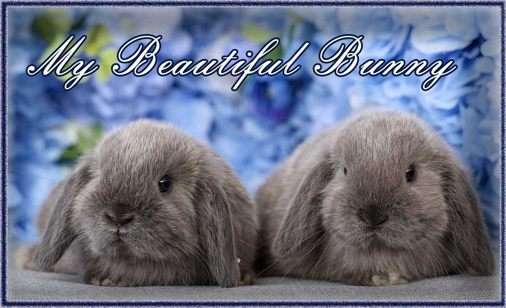 Młody Piękny Króliczek Mini Lop - Lilac