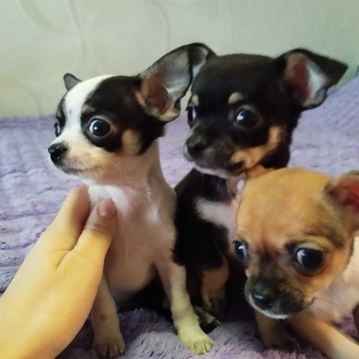 Продам Чихуахуа, дуже грайливі . Народилися 27 серпня
