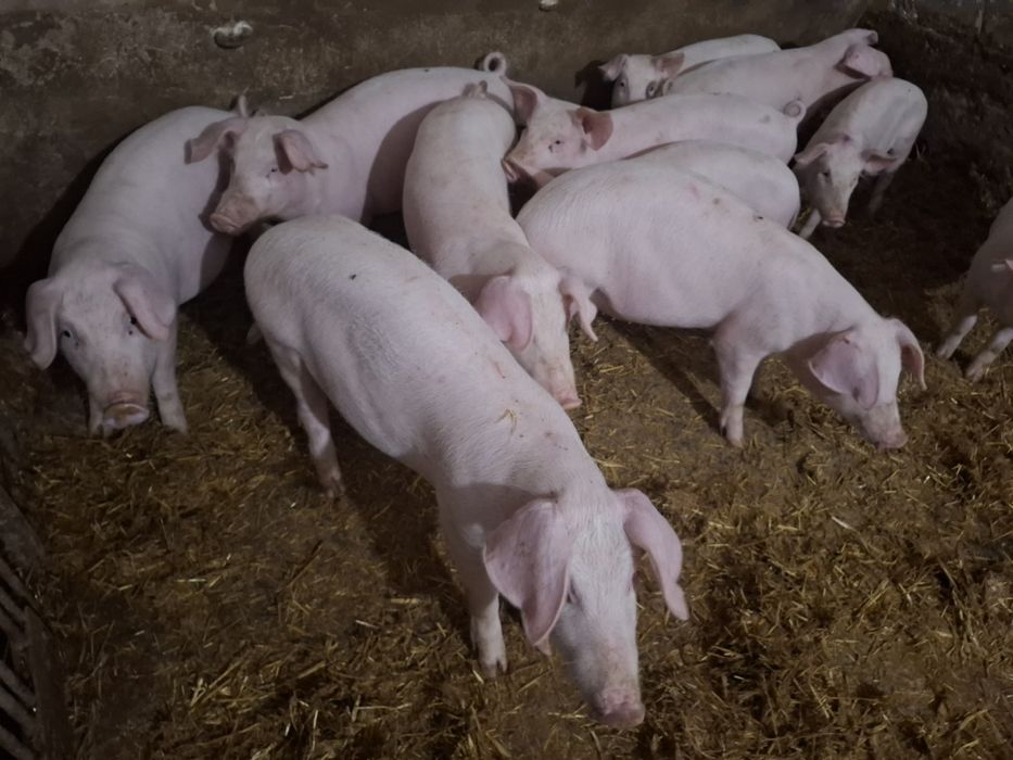 Prosięta Świnie 14 tygodni