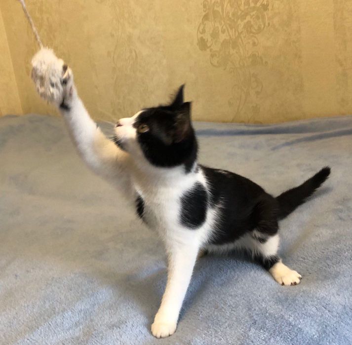 Отдам котёнка бесплатно