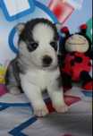 Siberian husky niebieskookie FCI ZKwP