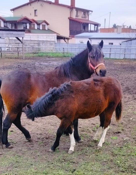 Źrebak koń Ogier Rasowy Hucuł rasa huculska