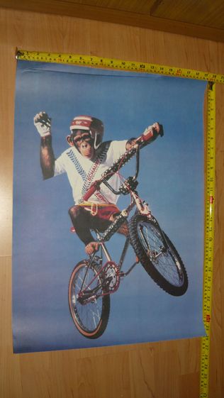 Plakat z małpą sportem zwierzęta plakaty małpa BMX bramkarz sportowy