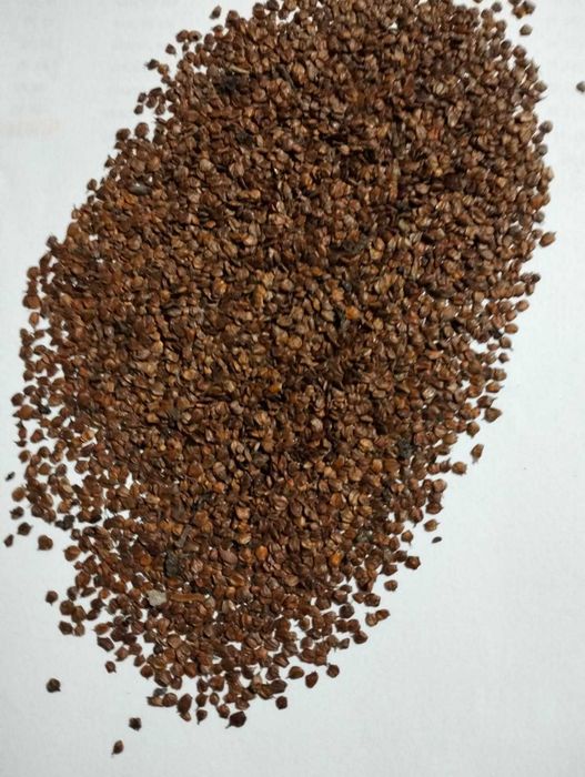 Nasiona Olchy Czarnej