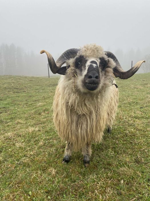 Баран Румунський