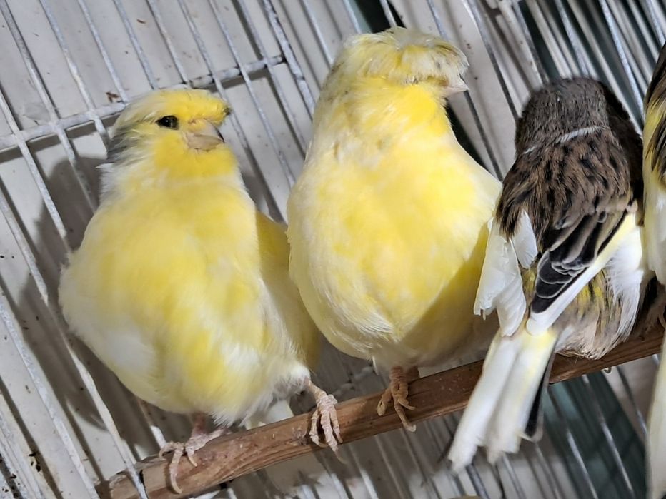 Canários Glosters