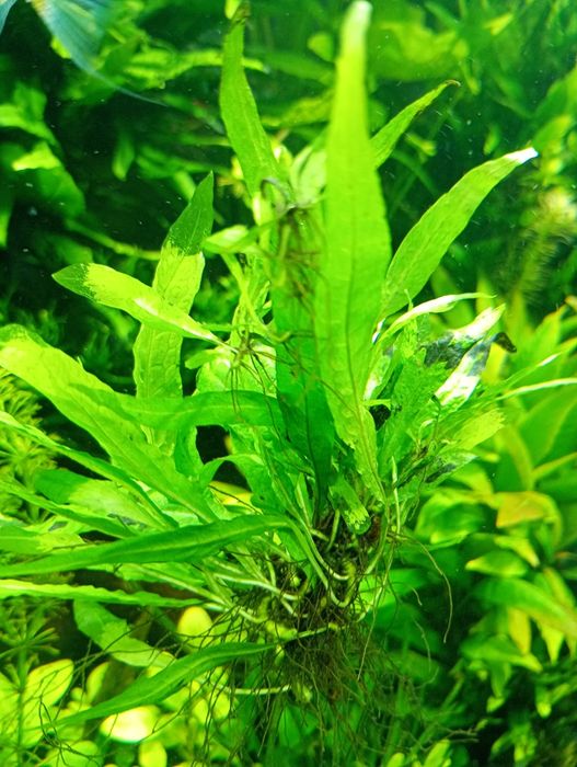 Microsorium Pteropus