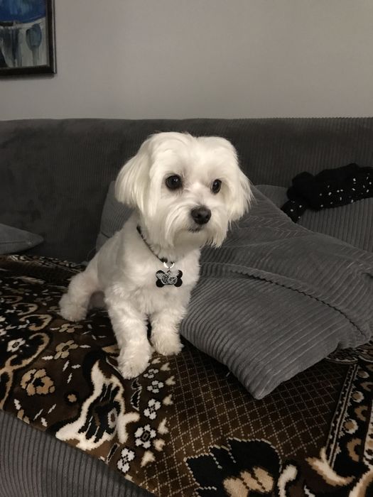 В’язка  МАЛЬТІЙСЬКА болонка