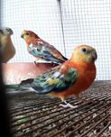 Red  Rumped 2025