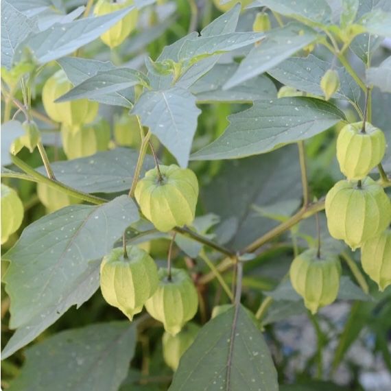 Physalis - Planta physalis, para cultivo - Fisális