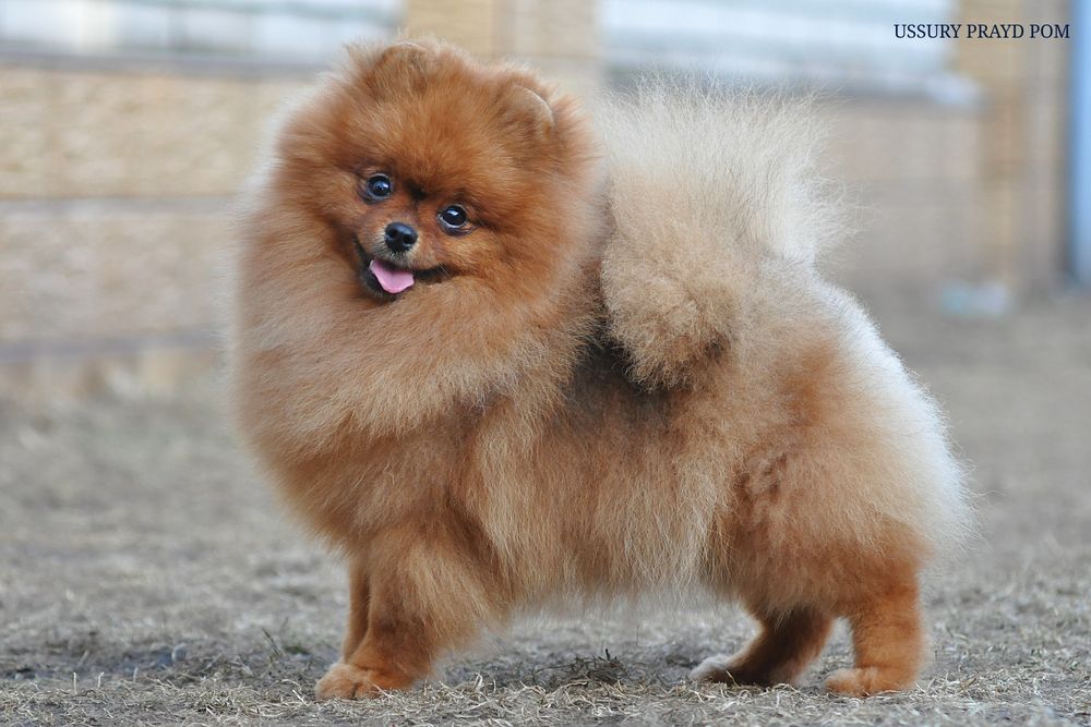 Цікава краля Уссурі