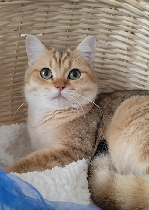 Британская золотая шиншилла прямоухие шикарные котята мальчик девочка