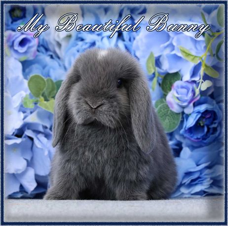 Piękny Królik Mini Lop - Niebieski