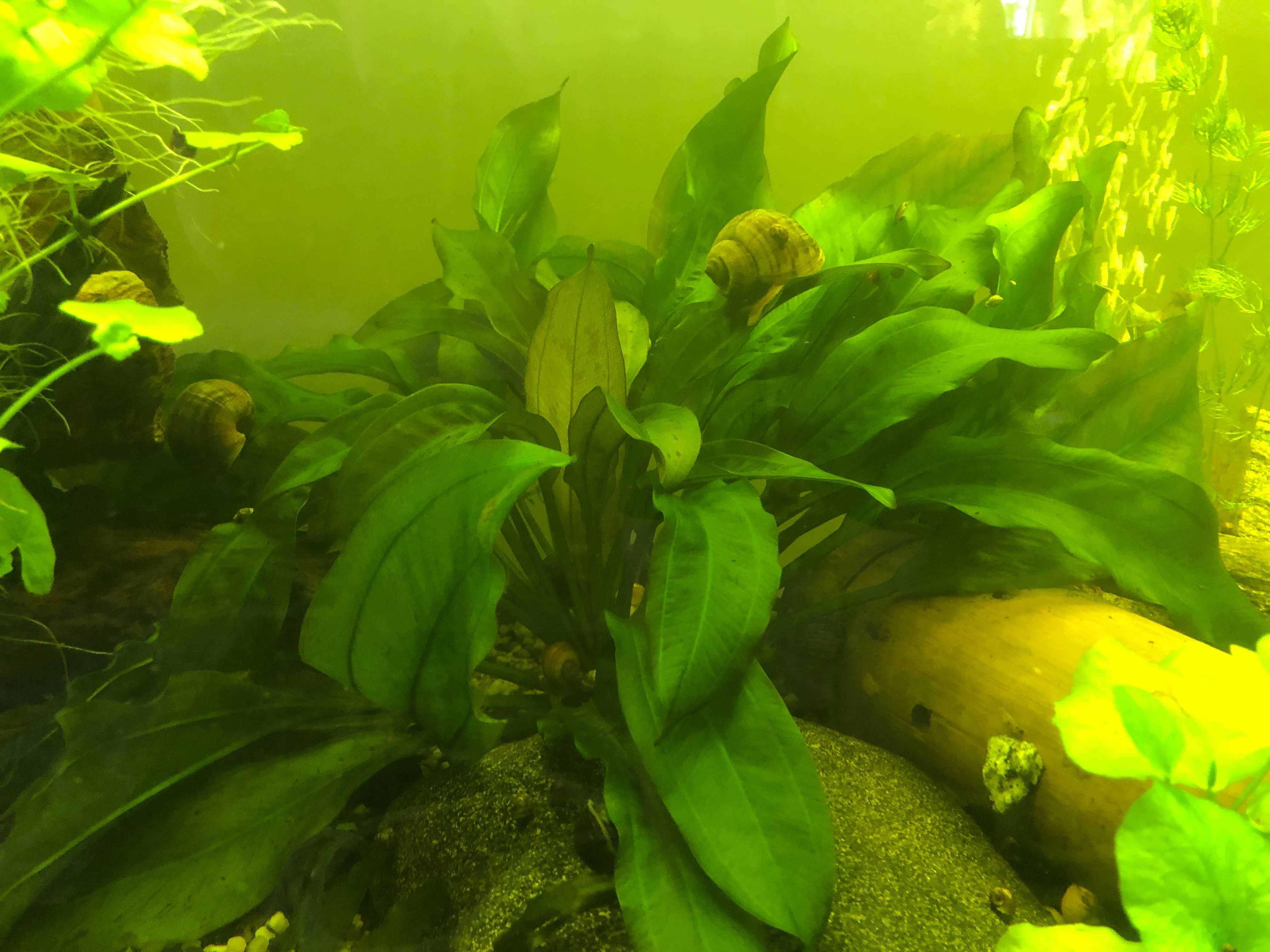 Roślina akwariowa Żabienica (różne wielkości i rodzaje) !