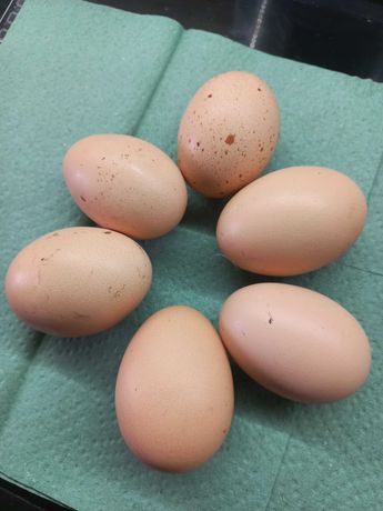 Продам инкубационные яйца курей  брамма