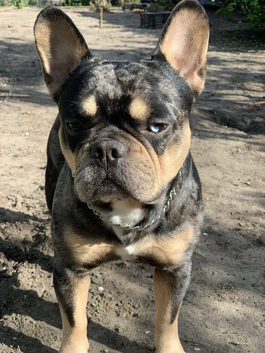 Вязка французский бульдог