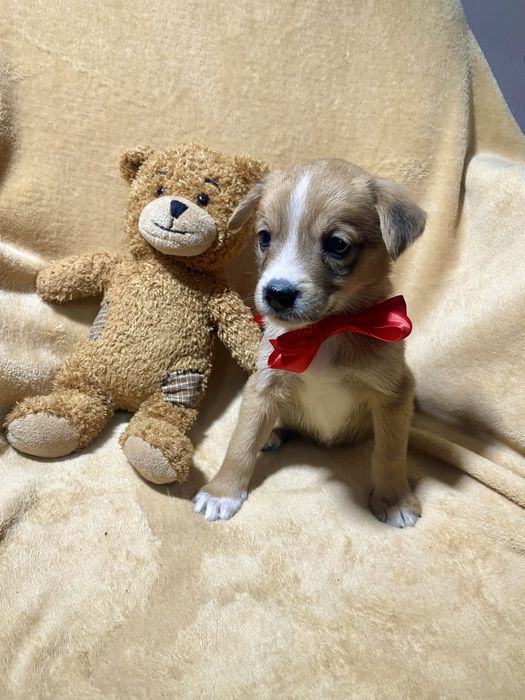 Врятована дівчинка шукає родину