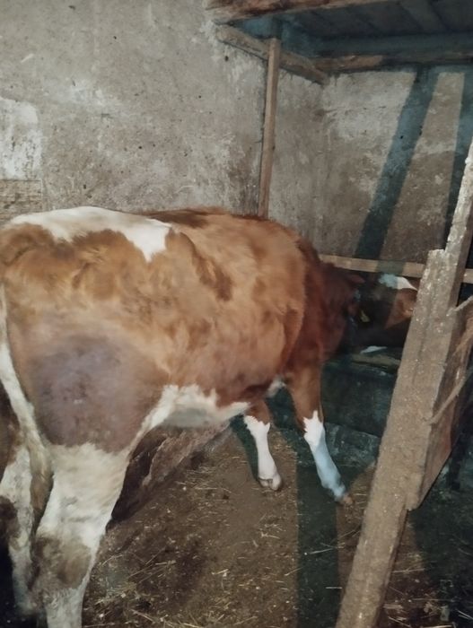 Продається тільна телиця