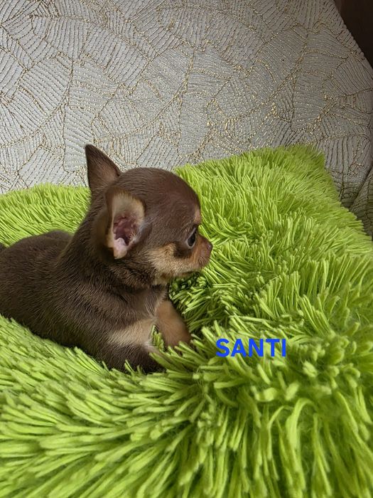 Zarezerwowany SANTI
