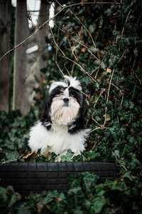 Piesek Shih Tzu z rodowodem ZKwP FCI