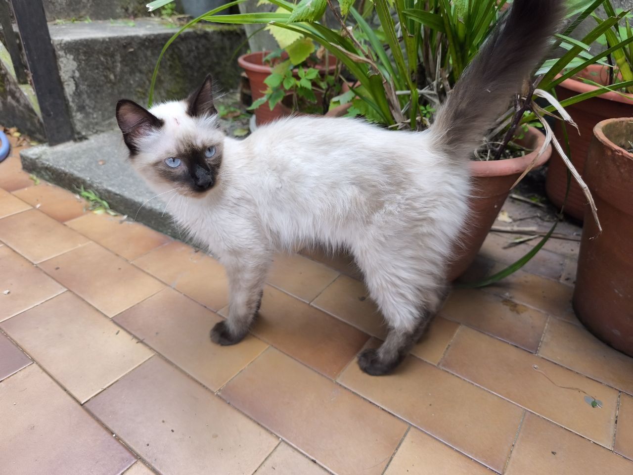 Gatinho siamês para adoção