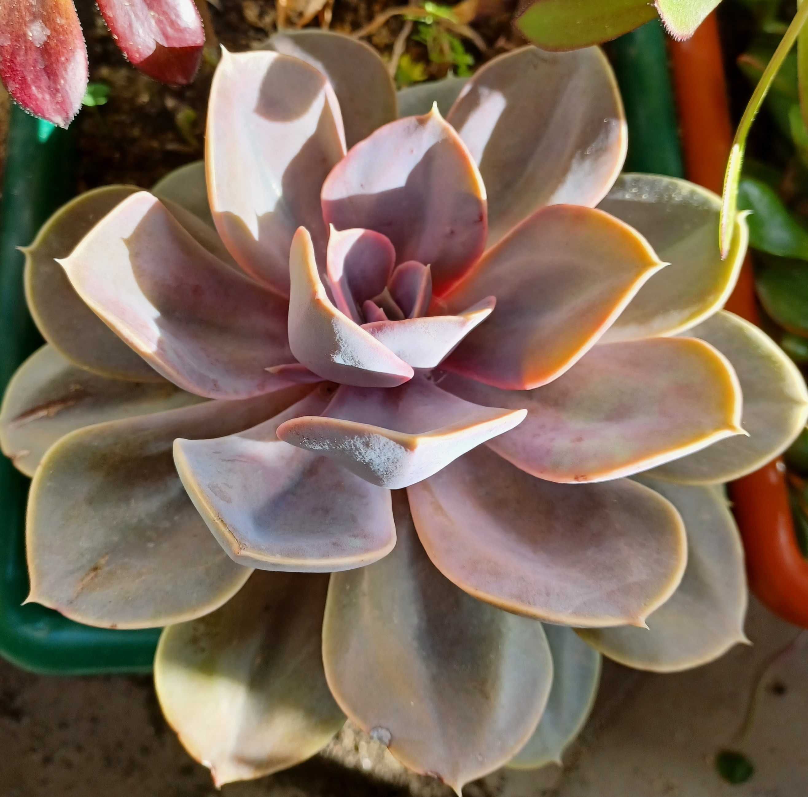 Decoração de jardins ou lugares acolhedores de sua casa.