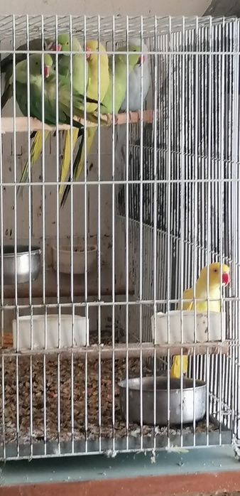 Aves Ring Neck 2020, 2023 e Loris 2020