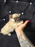 Pieski chihuahua zkwp