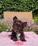 Chocolate Yorkshire Terrier, Czekoladowy York
