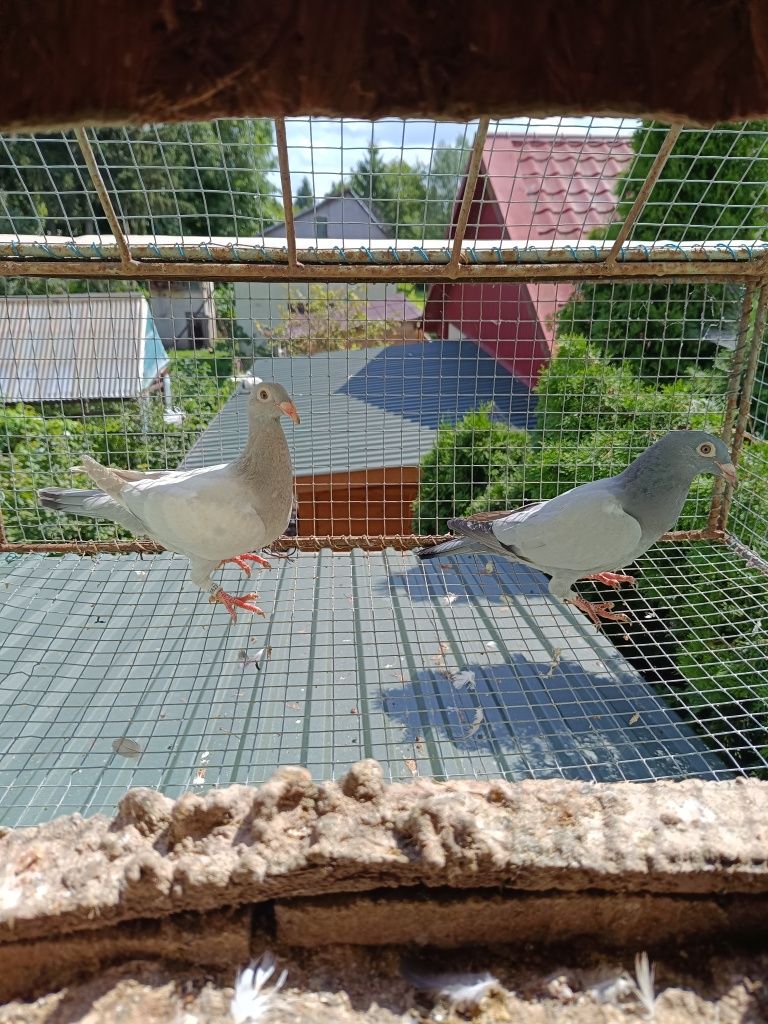 Gołębie pocztowe barelsy