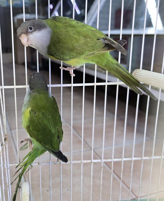Aves raras lindíssimas
