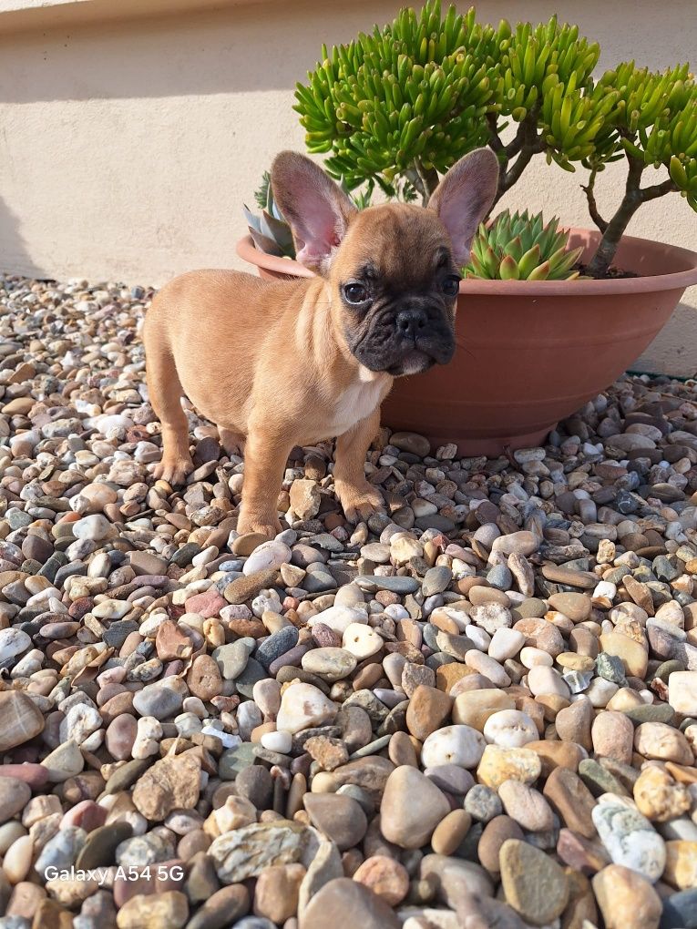 Bulldog Francês Red Fawn