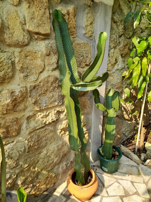 Planta de interiores ou exteriores.cato mexicano .