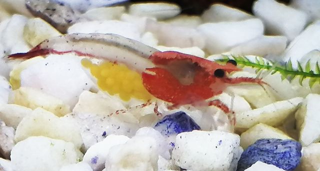 Krewetki Red Rili