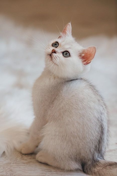 British shorthair