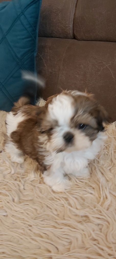 Shih Tzu suczka rodowodowa