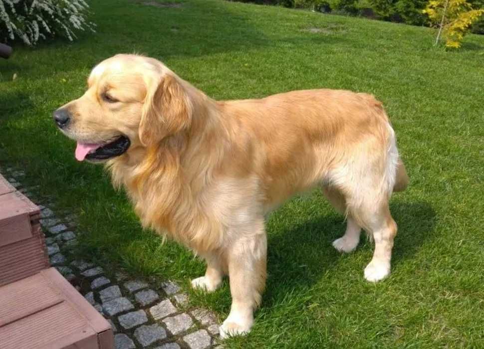 Golden Retriever szczenię do rezerwacji