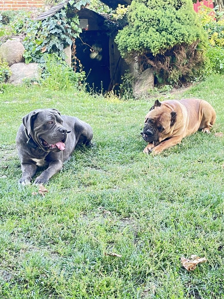 Cane corso italiano