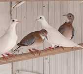 Rolas Senegal brancas