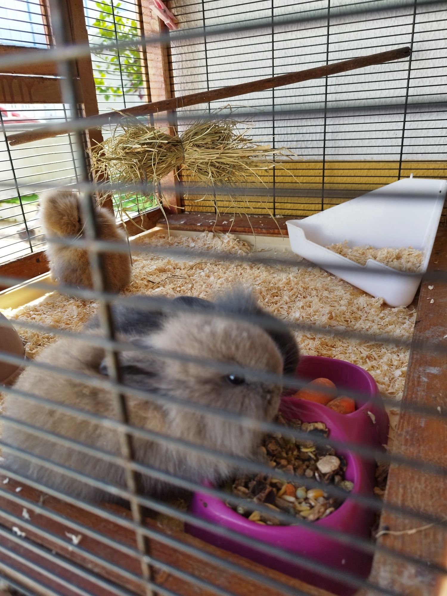 Coelhos estimação