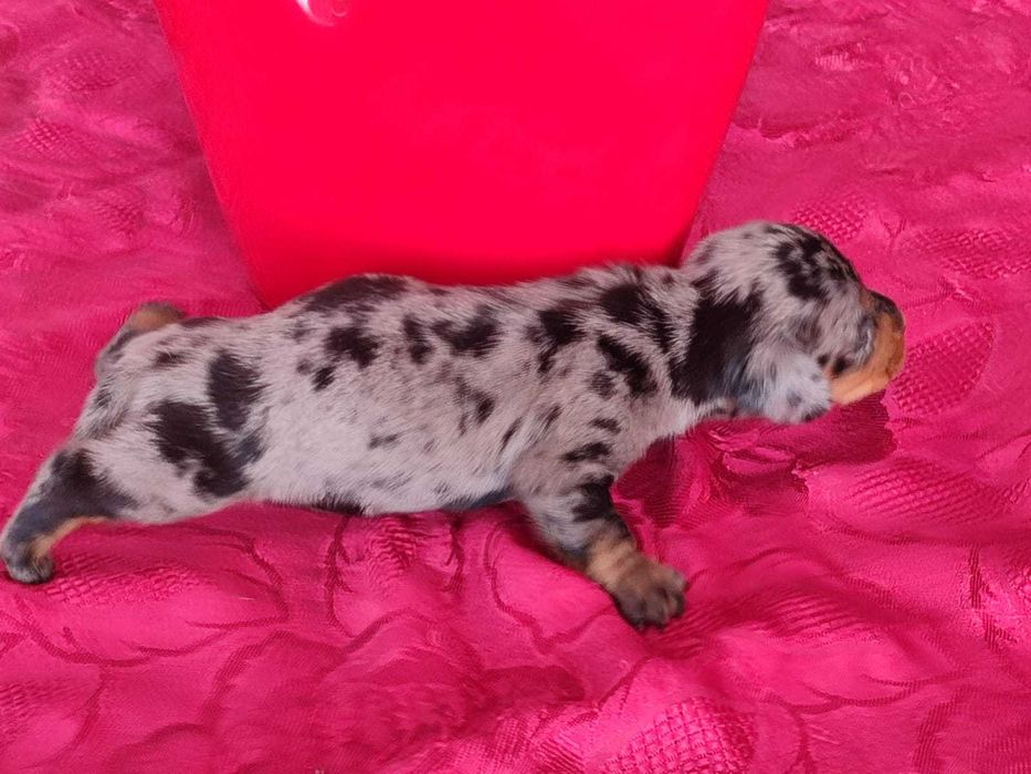 Teckel Caninchen miniatura azul arlequim