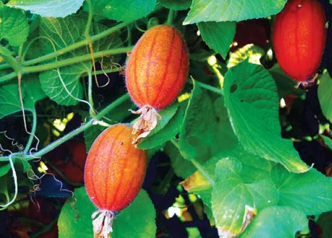 клубни тладианды (красный огурец)