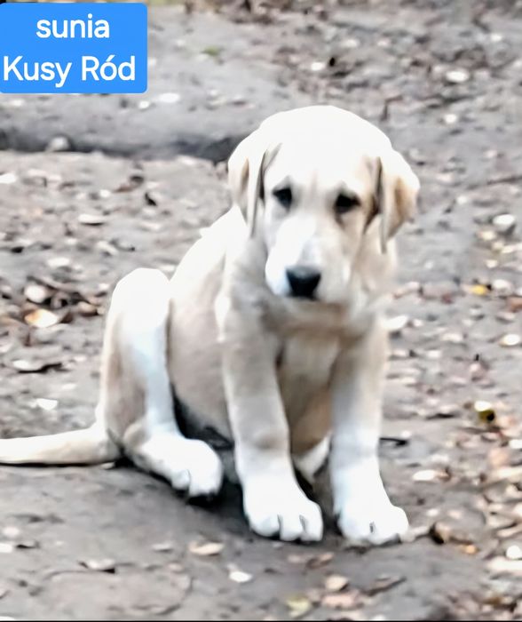 Owczarek środkowoazjatycki FCI